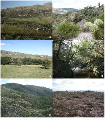 <mark class="highlighted">Plant Biodiversity</mark> Drivers in Brazilian Campos Rupestres: Insights from Phylogenetic Structure